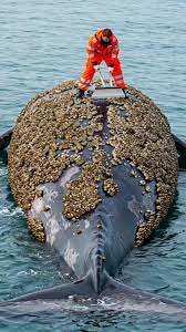 Whale Rescue: Lifesaving Barnacle Clean-Up | TikTok