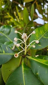 Image result for Calophyllum