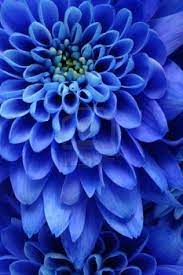 Blue Flower Blue Flowers Blue Dahlia Flowers