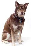 Siberian Husky Mix Puppies For Sale | Greenfield Puppies
