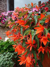 Begonia Summerwings Orange Impressionnant Paris Cote Jardin Plants Shade Plants Beautiful Flowers Garden