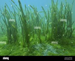 Image result for Enhalus acoroides