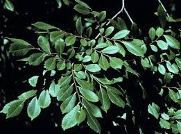 Image result for Ulmaceae