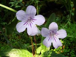 Image result for Streptocarpus umtaliensis
