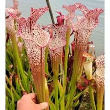 Image result for Nesaea sarcophylla