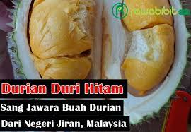 Dilansir dari durian musang king salaman, pada 1993 seorang warga bernama wee chong beng. Durian Duri Hitam Durian Unggul Dengan Gelar Sang Jawara Durian Dari Negeri Jiran Malaysia Rawabibit Com