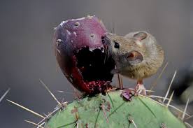 Maybe you would like to learn more about one of these? Tikus Bisa Membawa Hantavirus Ini Penyakit Yang Disebabkan Oleh Hantavirus Semua Halaman Bobo