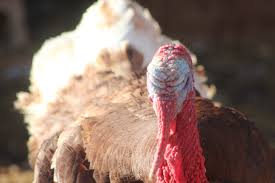 Bourbon Red Turkey Poults For 2020 Flip Flop Ranch