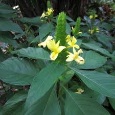 Image result for Barleria holubii