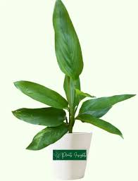 Image result for Maranta arundinacea