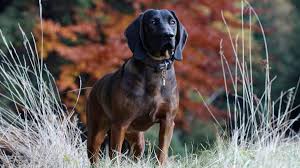 Image result for hannoverský barvář