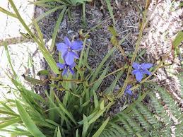 Image result for Aristea angolensis
