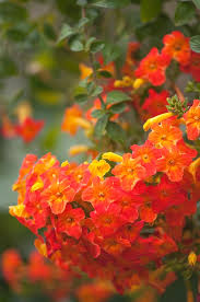 Image result for Streptosolen