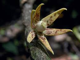 Image result for Clitandra cymulosa