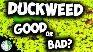 It will harm the nutrient balance of the pond, as well as pollute the. Duckweed Good Or Bad Pros And Cons Of Duckweed In Tanks Youtube