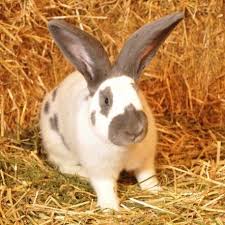 Lapin Geant Papillon Bleu Le Geant Papillon Francais Est A L Instar Du Fauve De Bourgogne L Un Des Lapins De Ferme Lapin Geant Papillon Lapin Race Lapin