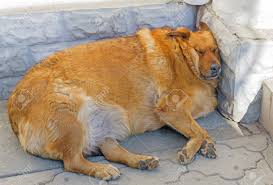 Ben chang ► composed by: The Fat Red Dog Sleeping On The Street Stock Photo Picture And Royalty Free Image Image 139186871