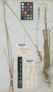 Image result for Eriochrysis pallida