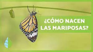 Como Nacen Las Mariposas Tipos Habitat Y Curiosidades Youtube