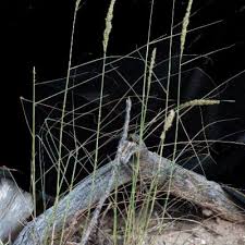 Image result for Enneapogon pretoriensis