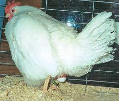 The fact that a chicken is free to roam doesn't impact how often they lay eggs if all other factors are similar. How Do Chickens Lay Eggs Backyard Poultry