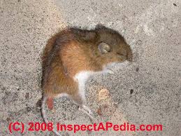 And to make matters worse, it can several weeks for the smell to fully go away if you simply try. How To Get Rid Of Mice