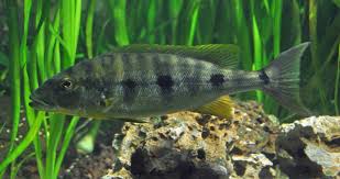Giant Cichlid Wikipedia