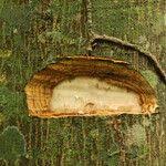 Image result for Celtis mildbraedii