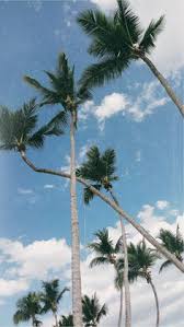 Betul, sketsa gambar pantai dengan ciri khas pohon kelapa, ditambah lagi adanya kapal yang sedang berlayar. 100 Ide Pohon Kelapa Di 2021 Pohon Pemandangan Fotografi Alam
