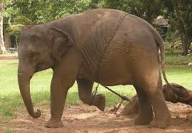 Traditions, use & abuse