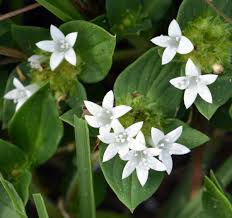 Image result for Richardia brasiliensis