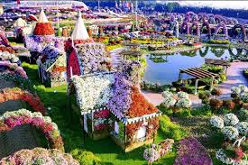 Tanaman cosmos sendiri berasal dari meksiko. 12 Potret Indah Miracle Garden Di Dubai Ini Bikin Mata Susah Berpaling