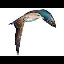 Image result for Dissotis caloneura