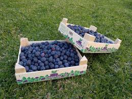 Maybe you would like to learn more about one of these? Arandano De Palos Launches New Packaging Which Is Already A Success