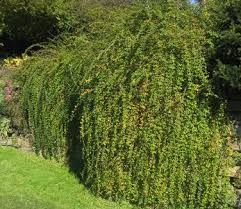 Image result for Jasminum nudiflorum