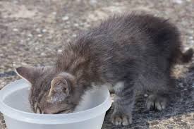 The committee notes that cats usually drink about an ounce of water for every half ounce of dry food they eat. How Long Can Cats Go Without Eating I M Worried Cat Overdose