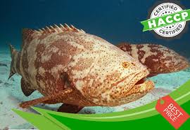 Sejumlah 600 spesies direkodkan di seluruh dunia di mana 68 dilaporkan di malaysia, dengan 16 daripadanya terdapat di perairan terengganu. Ikan Kerapu Suppliers In Klang Valley