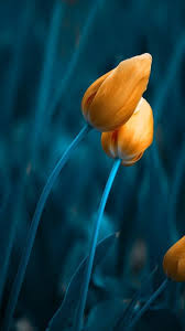 A wide variety of papel tapiz paredes options are available to you, such as style, project solution capability, and function. Samsung Galaxy J7 Max Wallpapers Hd