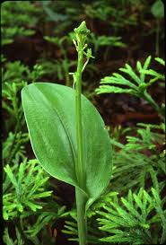 Image result for Malaxis prorepens