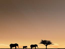 50 Safari Wallpaper For Computer On Wallpapersafari