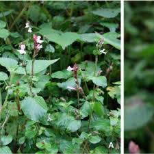 Image result for Isoglossa laxiflora