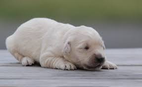 Maybe you would like to learn more about one of these? New England English Cream Akc Golden Retriever Puppy For Sale By Windy Knoll Goldens Enjoys A Nap Windy Knoll Golden Retrievers