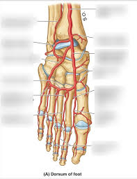 We hope this picture human body artery diagram in detail can help you study and research. Dorsal Surface Artery Labeling Diagram Quizlet