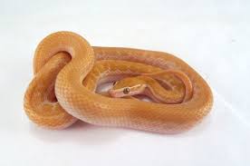 Just Recently Fell In Love With The African House Snakes Hoping To Get An Albino One Some Day Reptiles And Amphibians African House Snake Turtle