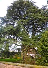He has been interested in the cedar of lebanon, which is threatened with extinction, for a long time.: Libanon Zeder