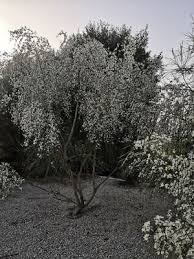 Image result for Retama monosperma