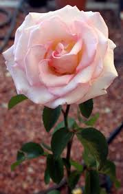 Pink haired valentine, red, pink, valentine, white, pink hair, heart, love | see more about pink, aesthetic and red. Photo Of The Bloom Of Rose Rosa Pink Promise Posted By Jakedasnake89 Garden Org
