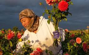 In 2011, a group of hmong american farming families formed the hmong american farmers association (hafa) because we believed the best people to support hmong farmers are hmong farmers. Mike Hazard S Seeds Of Change Travels To Hastings Minn This Fall Minnesota Museum Of American Art