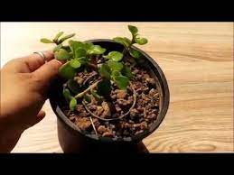 Jade Plant Care Tips How To Take Care Of Jade Plants Youtube Jade Plant Care Jade Plants Plant Care