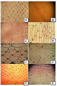 Image result for Chlorophytum stenopetalum